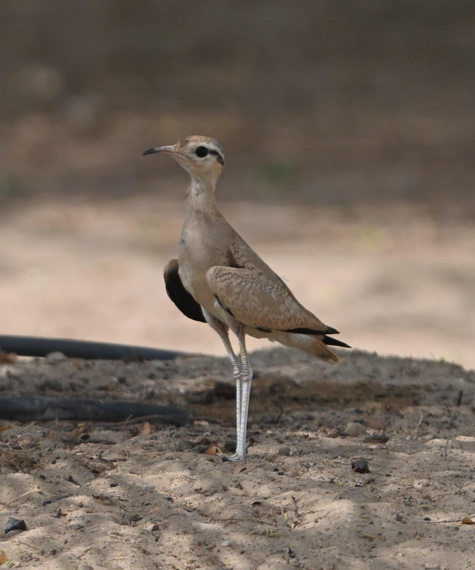 Cream coloured Courser (Cursorius cursor), Dubai, United Arab Emirates 1
